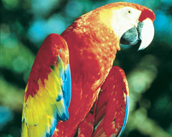 50寸DLP拼接屏(UHP單燈)